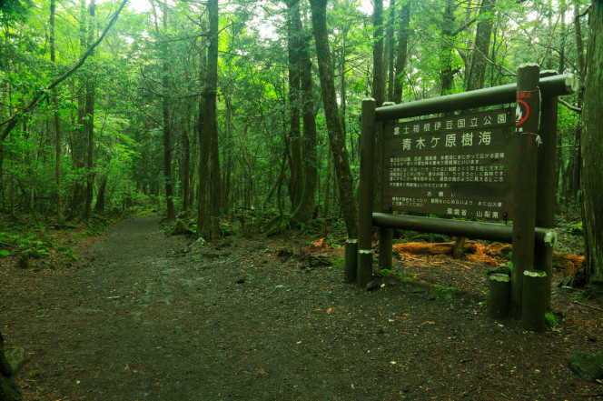 aokigahara forest