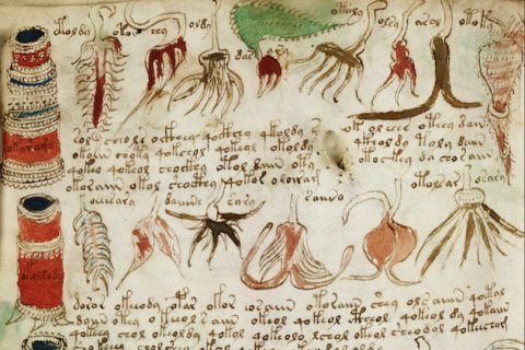 Voynich manuscrito