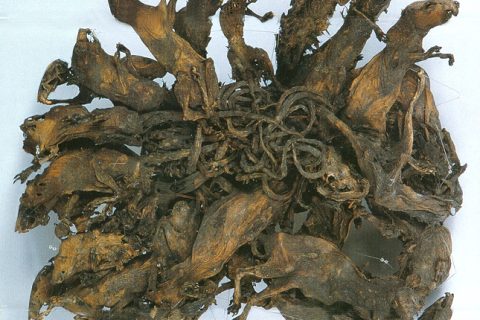 rat king