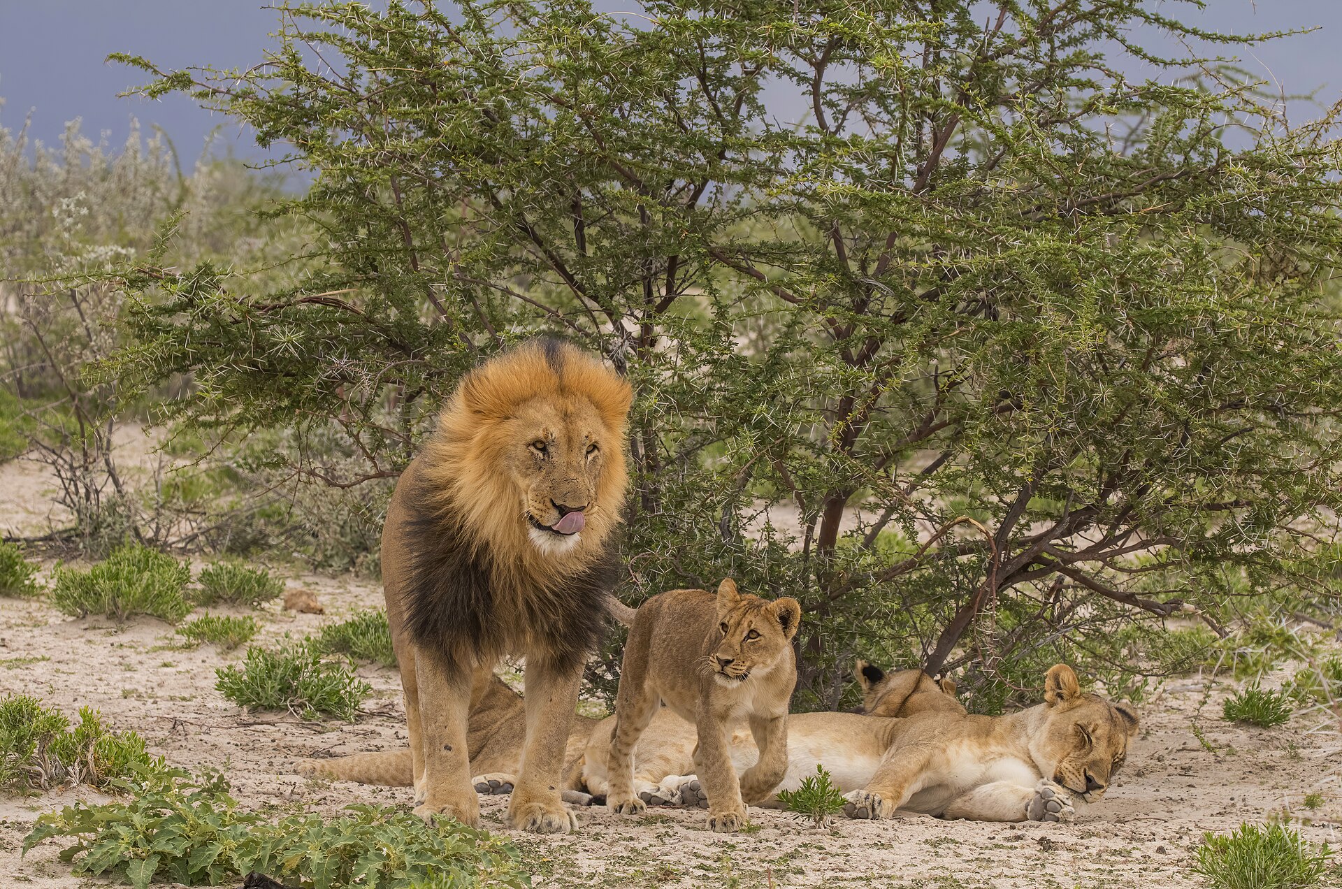 Un león macho con un cachorro en el Parque Nacional de Etosha, Namibia