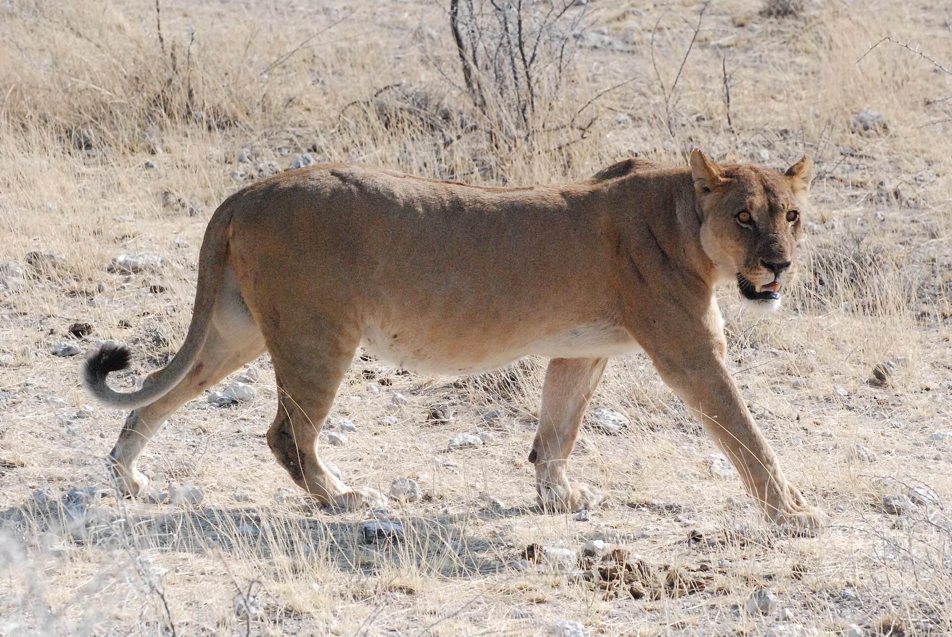 Una leona en el Parque Nacional de Etosha, Namibia